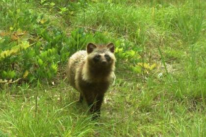 Este mapache japonés también explora el frondoso territorio