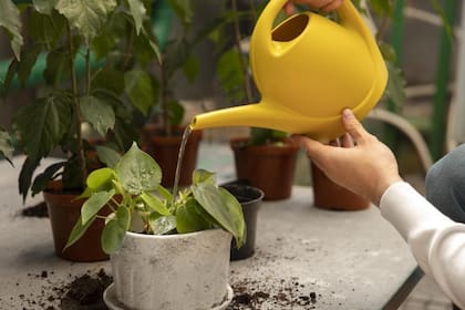 Este método reduce el riesgo de enfermedades al evitar la acumulación de agua en la superficie del sustrato