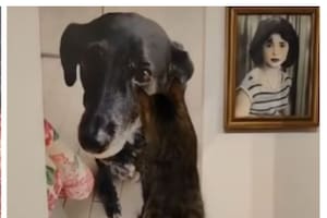 Este momento viral recordó a los usuarios que la amistad entre mascotas trasciende la especie