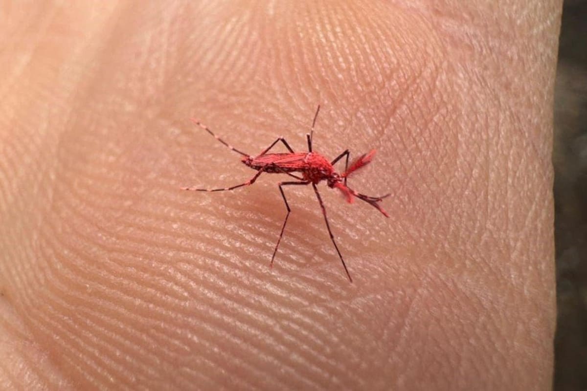 Este mosquito tiene una tonalidad característica roja.