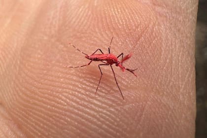 Este mosquito tiene una tonalidad característica roja.