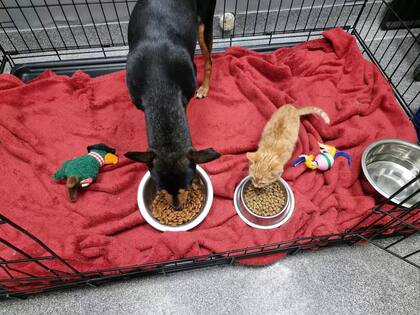Este par de amigos hicieron una hermosa amistad y se llevan bien. Ahora permanecen juntos todo el tiempo en la caja (Foto: Greenside Animal Hospital)