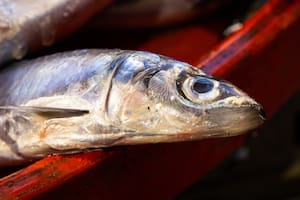 Este pequeño pescado es una alternativa a opciones más caras como el salmón y el bacalao