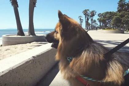 Este perrito, que enterneció a todos en YouTube, logró volver a tener una familia