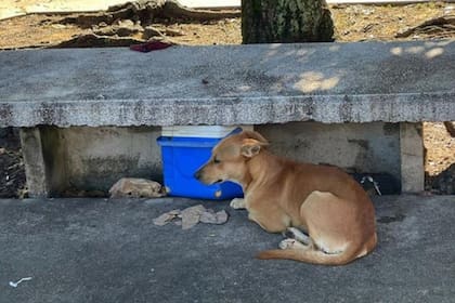 Este perrito vigila el banco donde su dueño murió en el Centro Médico, en Río Piedras