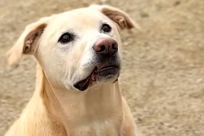 Este perro es capaz de detectar el cáncer de pulmón