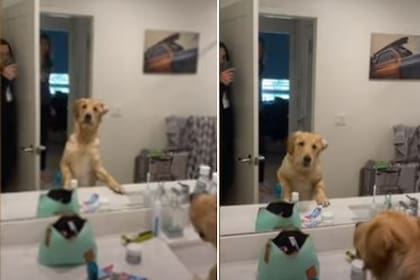 Este perro juega al escondite con su dueño y al encontrarlo por su reflejo en el espejo reacciona impresionado