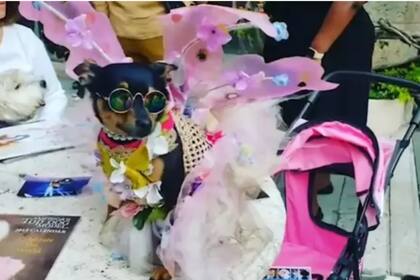 Este perro pasó de vivir en la calle a tener un armario valorado en US$ 10.000