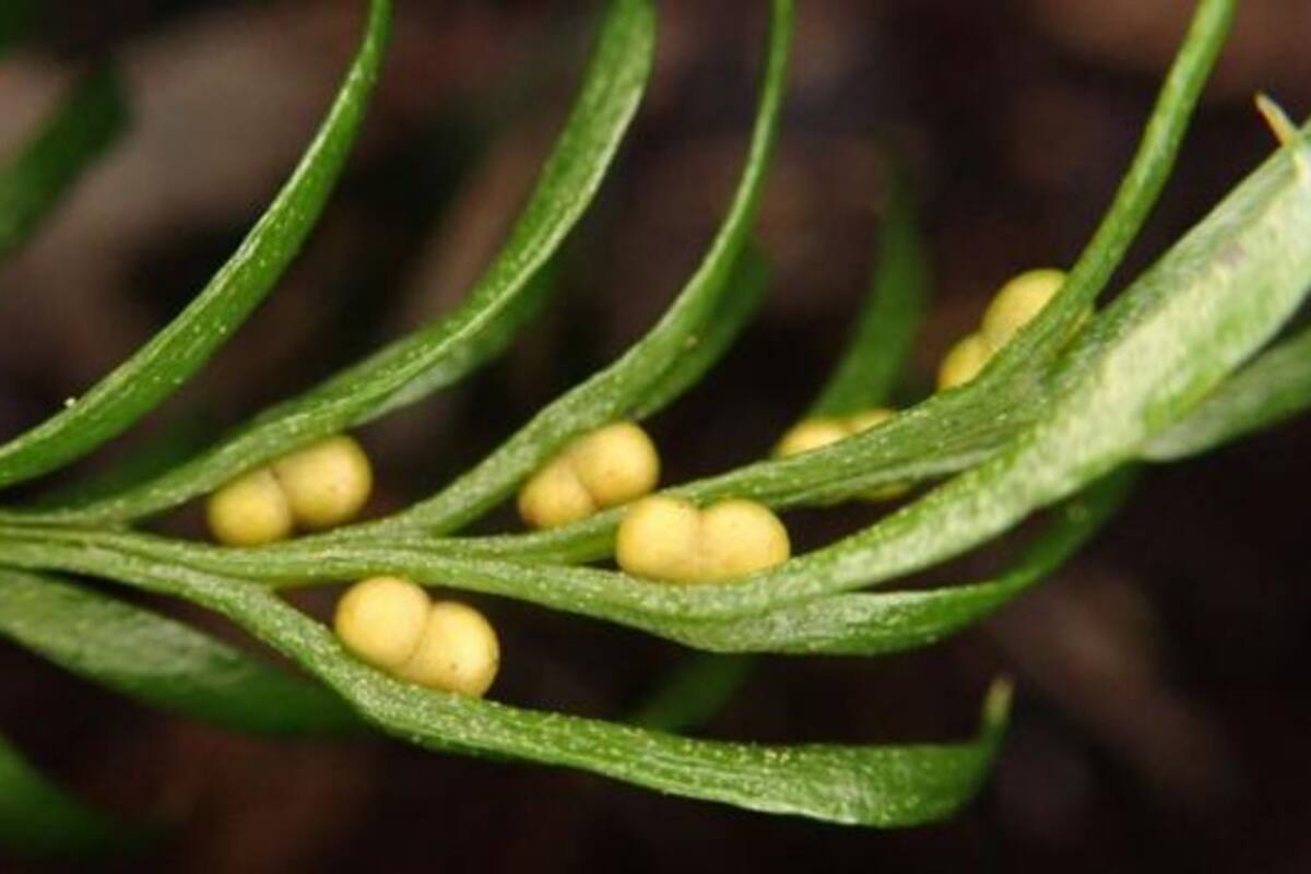 Este raro helecho se encuentra en un conjunto de islas en el océano Pacífico conocido como Nueva Caledonia