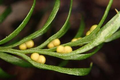 Este raro helecho se encuentra en un conjunto de islas en el océano Pacífico conocido como Nueva Caledonia