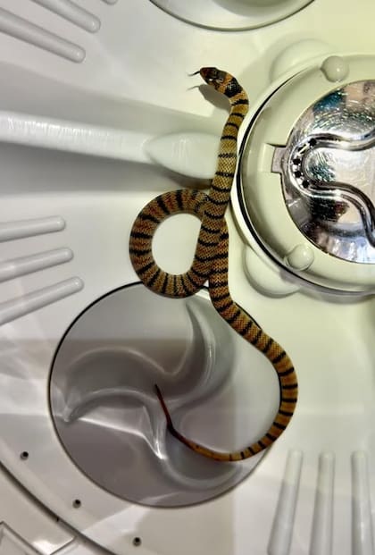 Este reptil es responsable de muchas muertes en Australia debido a su potente veneno (Foto: Facebook: Hudson Snake Catching - Gold Coast Snake Catcher)