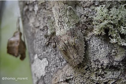 Este reptil es un as del camuflaje en la corteza de los árboles