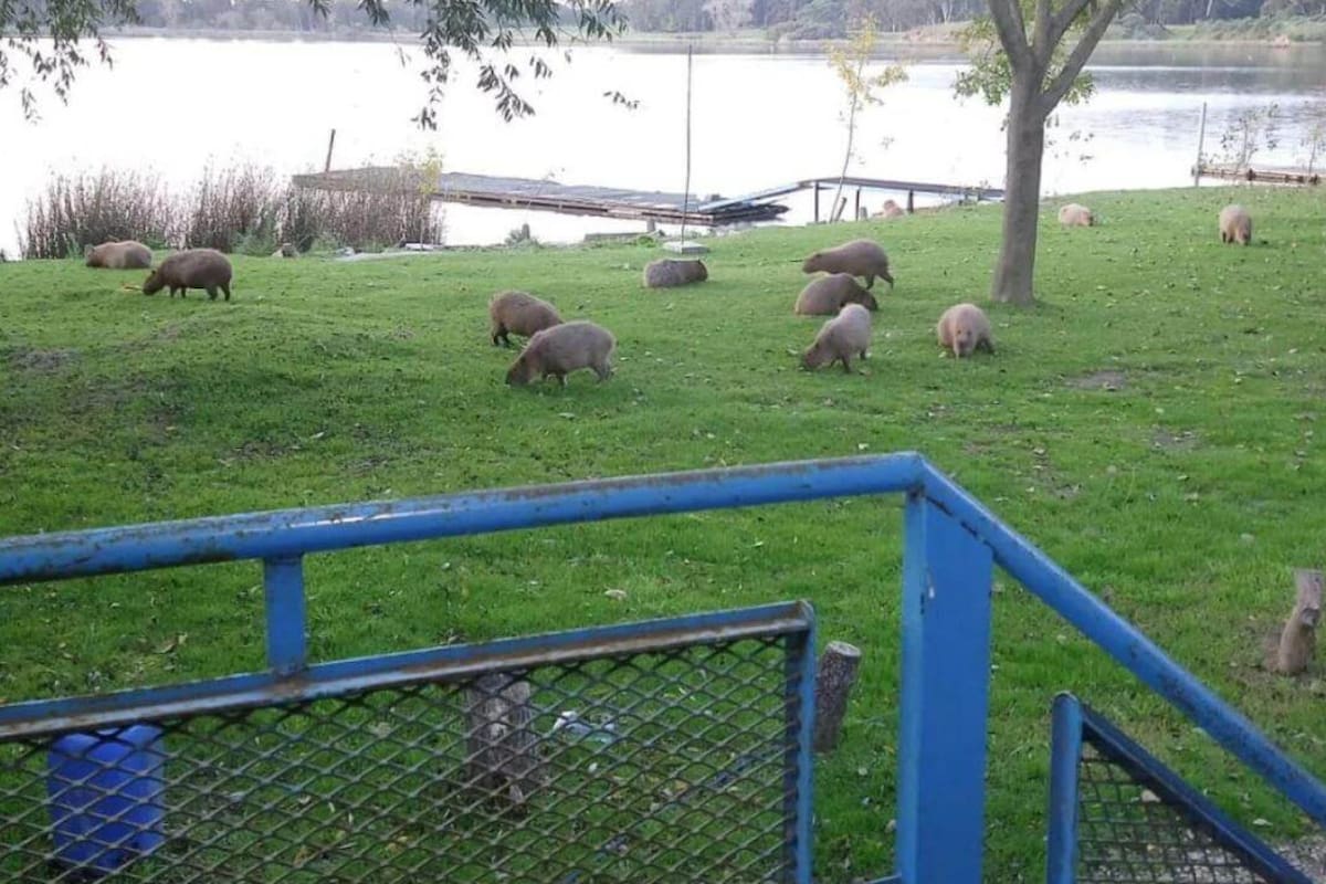 Este roedor, que se suele ver en la laguna, siempre se encuentra alejado de los humanos. Esta semana, a raíz del coronavirus, coparon las orillas.