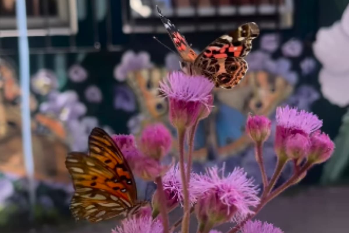 Este sábado 14 y domingo 15 de diciembre se realiza el Congreso sobre Mariposas y Biodiversidad en el Ecoparque (Foto: Captura de video / Instagram @ecoparqueba)