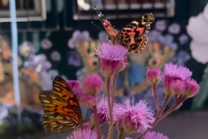 Este sábado 14 y domingo 15 de diciembre se realiza el Congreso sobre Mariposas y Biodiversidad en el Ecoparque (Foto: Captura de video / Instagram @ecoparqueba)