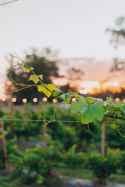 Este sábado 15 de febrero tendrán un Sunset para disfrutar del vino y la música en vivo (Gentileza: Viñedo Nueva Corínema)