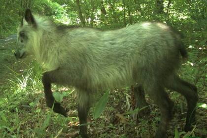 Este serau japonés es una de las 20 especies que Beasley y su equipo han podido detectar en la zona que rodea la planta nuclear