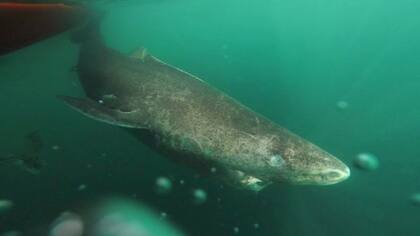 Este tiburón de Groenlandia se fue alejando lentamente de los científicos que lo marcaron para estudiarlo.