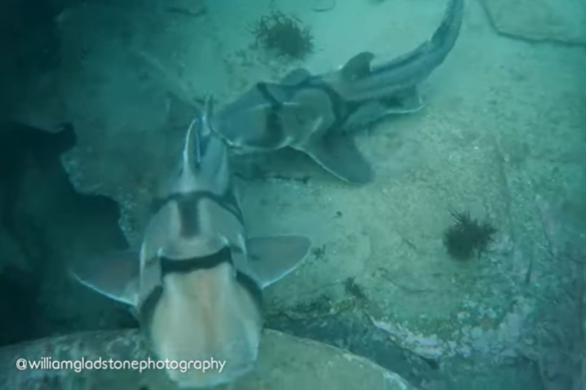 Este tiburón de Port Jackson muerde la cola a una hembra y la sujeta mientras lucha con ella con intenciones de aparearse
