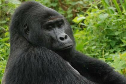 Este animal se encuentra en peligro de extinción. Fuente: UGANDA WILDLIFE AUTHORITY
