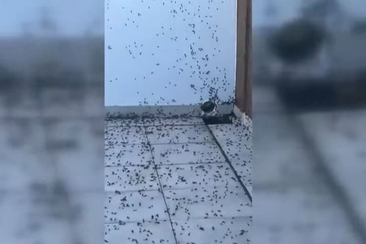 Este tipo de incursión en masa de los insectos suele darse en esta etapa del año