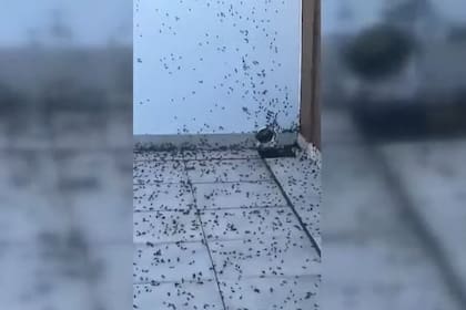 Este tipo de incursión en masa de los insectos suele darse en esta etapa del año