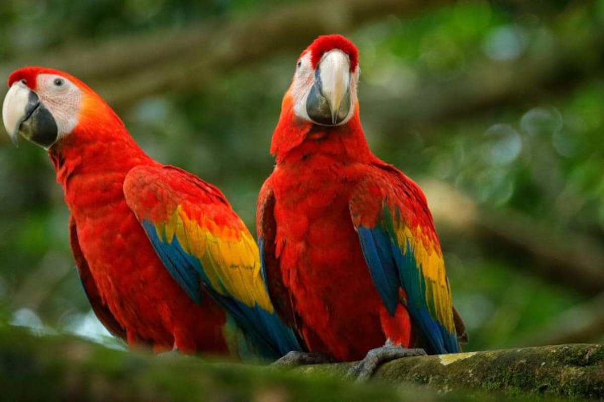 Este tipo de loros, con el plumaje rojo, son de los más comunes en el mundo