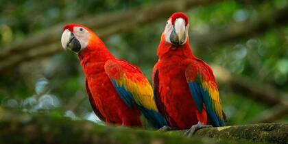 Este tipo de loros, con el plumaje rojo, son de los más comunes en el mundo