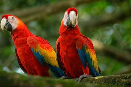 Este tipo de loros, con el plumaje rojo, son de los más comunes en el mundo