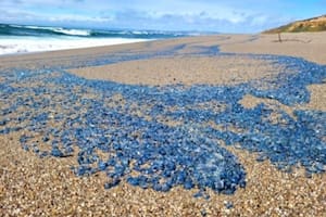Este tipo de medusas son comunes en el mar abierto
