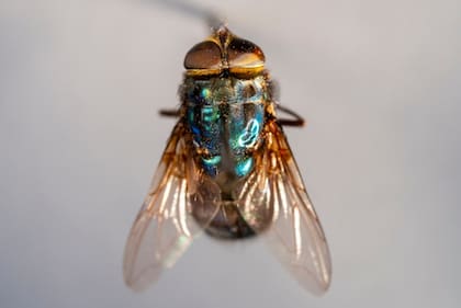 Este tipo de moscas tienen un color azul metálico y tres rayas distintivas que recorren la parte superior de su tórax