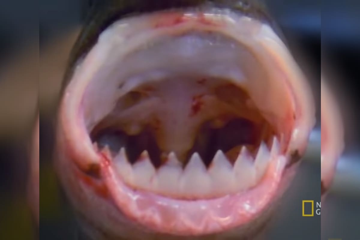Este tipo de tiburón cambia su dentadura inferior 15 vces a lo largo de su vida