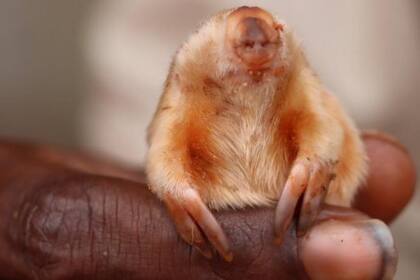Este topo marsupial fue encontrado en el Gran Desierto Arenoso de Australia