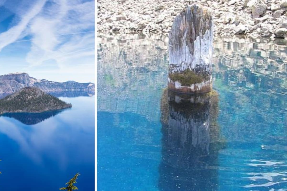 Este tronco tiene 450 años de antigüedad