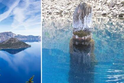 Este tronco tiene 450 años de antigüedad