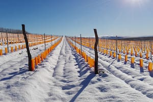 Este valle patagónico se sitúa en una de las zonas más heladas del país, con temperaturas que en invierno llegan hasta los -20° y ráfagas de viento de 100 km por hora, condiciones impensadas para la vitivinicultura a las que lograron sacarles provecho.