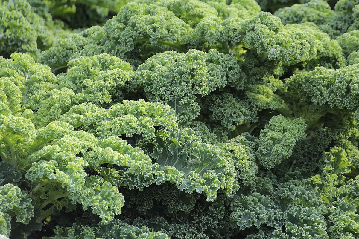 Este vegetal es oriundo de Alemania y es parte de la familia de las crucíferas, que incluye al brócoli, la coliflor y los repollitos de Bruselas