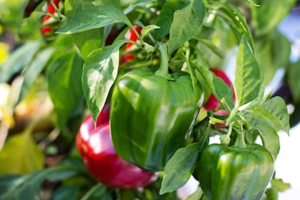 Este vegetal es un pilar de nutrición gracias a su rica composición de vitaminas y minerales