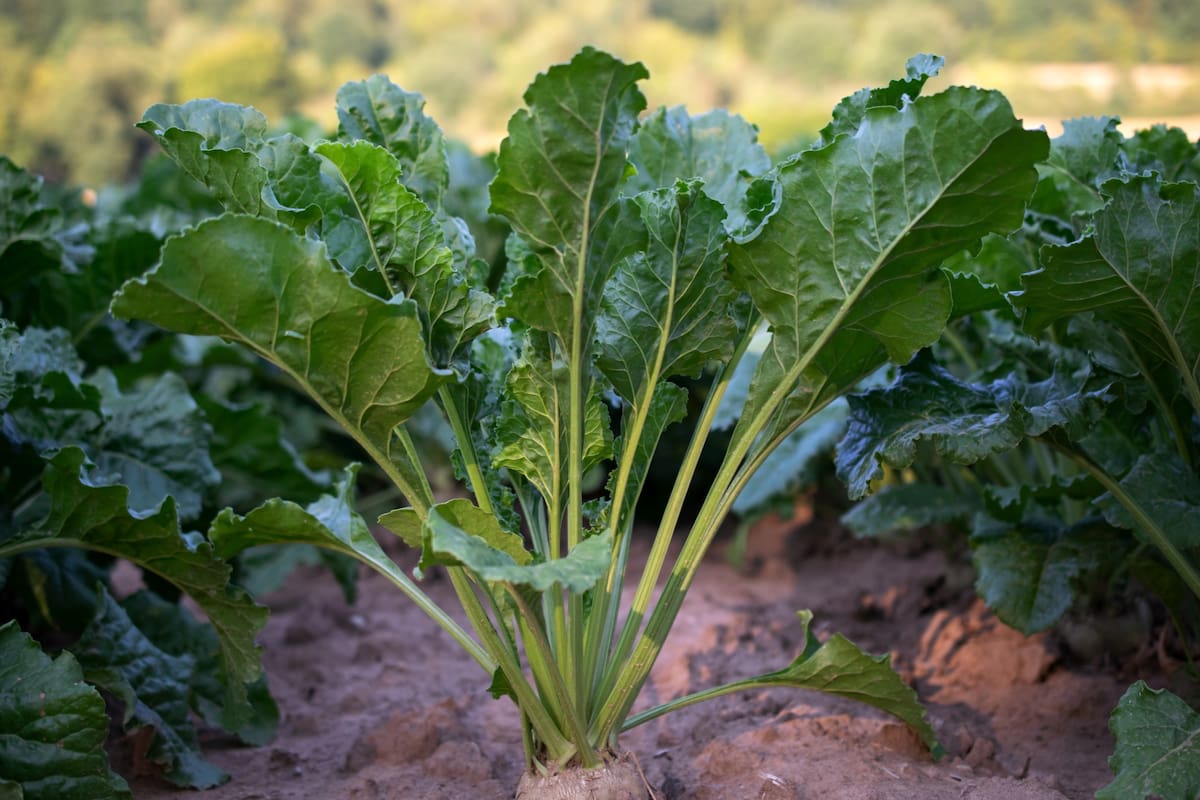 Este vegetal es una fuente de nutrientes que mejoran la salud cardiovascular y cerebral