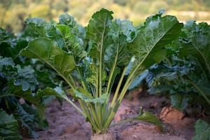 Este vegetal es una fuente de nutrientes que mejoran la salud cardiovascular y cerebral