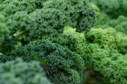Este vegetal juega un rol fundamental en la desaceleración del envejecimiento