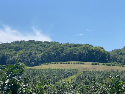 Este verano ingresaron al país, ante la falta de oferta limonera local, limones de Chile, Turquía, Egipto y España con precios muy elevados, informó Ernesto Caram