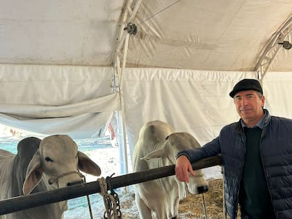 Esteban Binagui, presidente de la Asociación Criadores Brahman Argentina