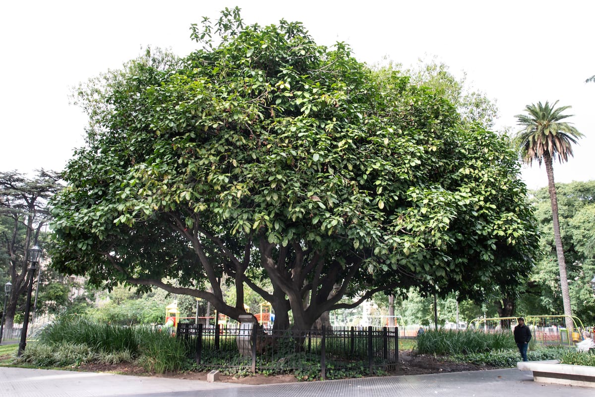 Del retoño del árbol de San Lorenzo al gomero de la Recoleta: diez árboles históricos de la Argentina