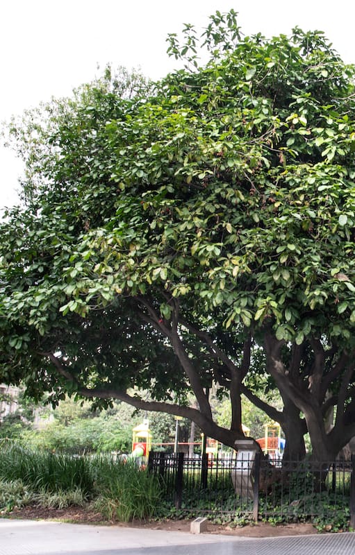 Esterculia de Plaza Lavalle
