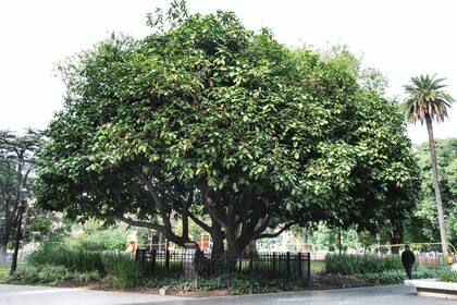 Sterculia monosperma, en Plaza Lavalle