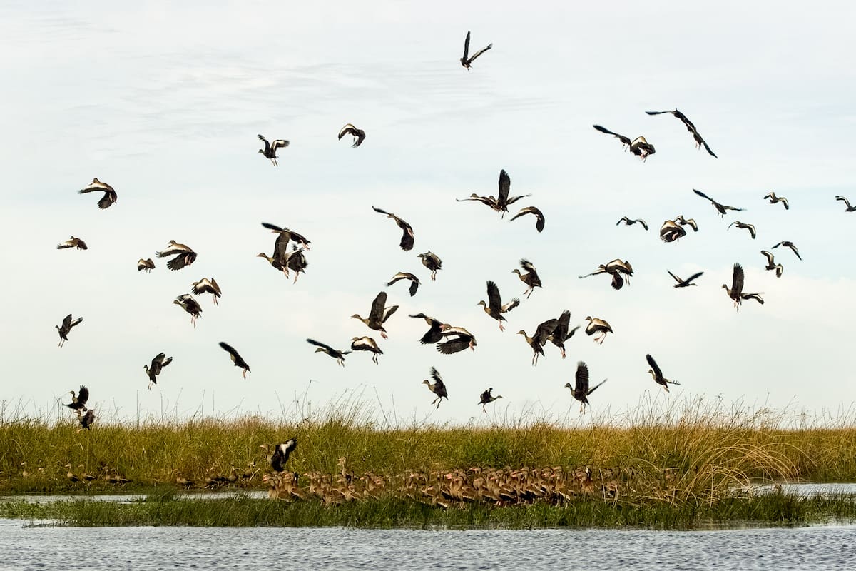 Esteros del Iberá. Corrientes.