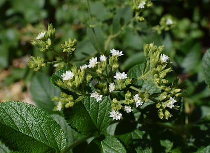 Estevia, planta