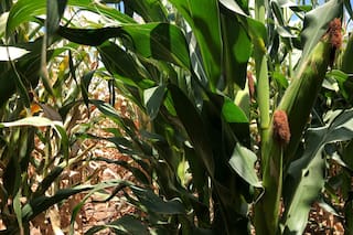 Estimación cosecha maíz de Argentina sube a récord de 62 millones ton: Bolsa Rosario