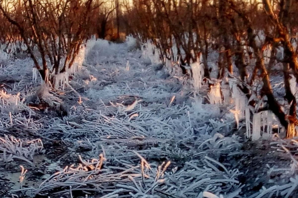 Estiman pérdidas de más del 60% en plantaciones
